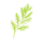 Cedar