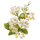 Jasmine