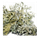 Oakmoss